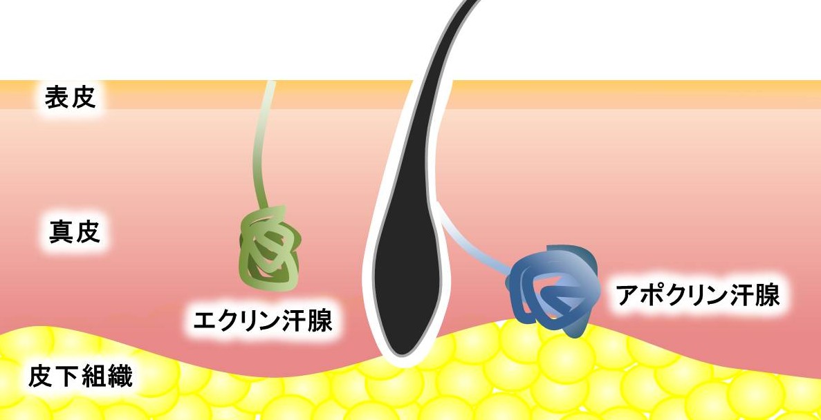 小さな皮膚切開による腋臭症(わきが)・腋窩多汗症手術|クリニックひいらぎ皮膚科形成外科|池尻大橋・渋谷・三軒茶屋